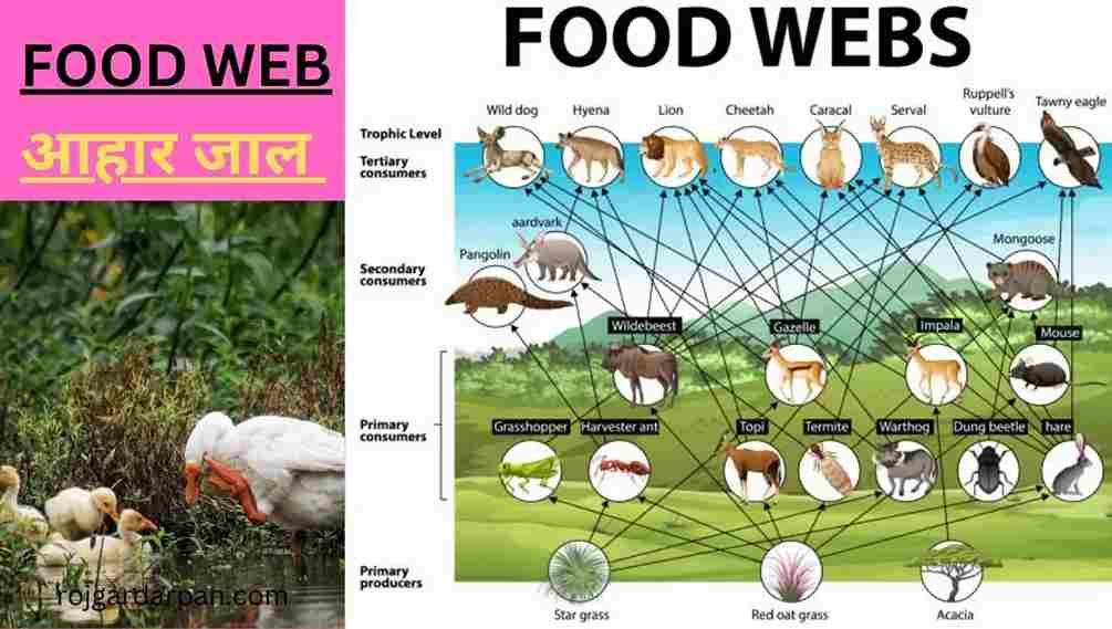 ecosystem-in-hindi